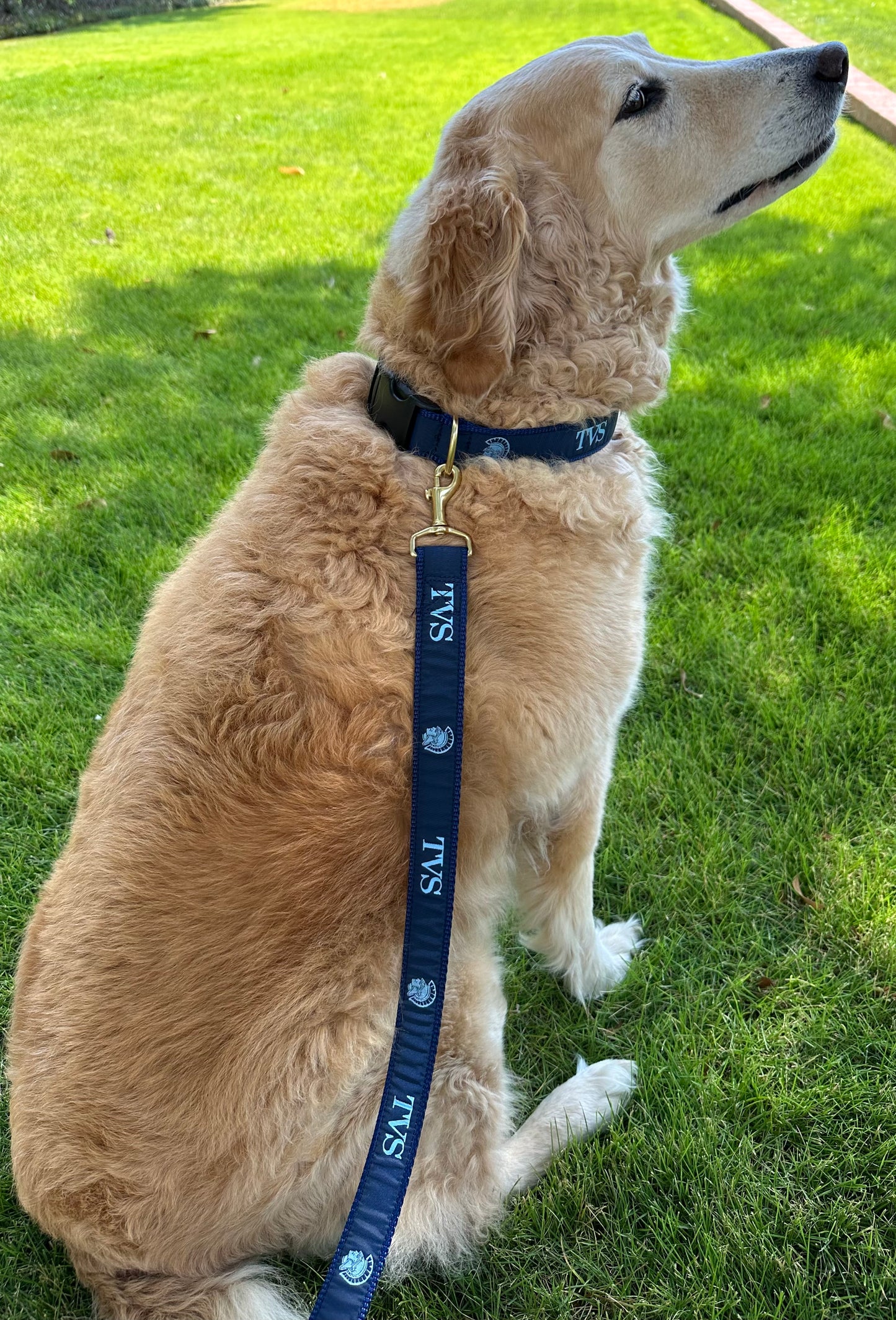 TVS Dog Leash & Collar